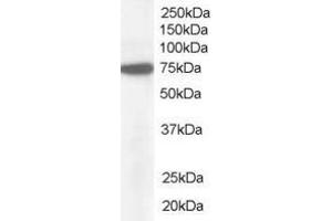 Image no. 1 for anti-Nucleoporin 85kDa (NUP85) (AA 598-610) antibody (ABIN292534) (NUP85 Antikörper  (AA 598-610))