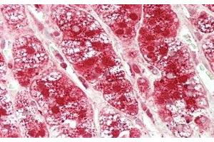 Detection of GLa in Human Adrenal Gland Tissue using Polyclonal Antibody to Galactosidase Alpha (GLa) (GLA Antikörper  (AA 147-371))