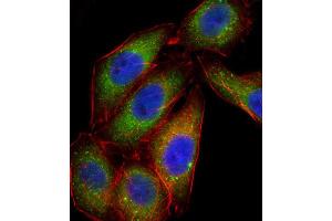Immunofluorescence (IF) image for anti-Mitogen-Activated Protein Kinase 14 (MAPK14) antibody (ABIN2996778)
