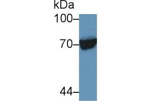 Western Blot; Sample: Human Raji cell lysate; Primary Ab: 5µg/ml Rabbit Anti-Human HSPA1L Antibody Second Ab: 0.