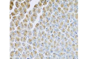 Immunohistochemistry of paraffin-embedded Mouse stomach using AP1M2 Polyclonal Antibody at dilution of 1:100 (40x lens). (AP1m2 Antikörper)