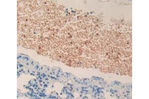 Figure. (MPL Antikörper  (AA 66-260))