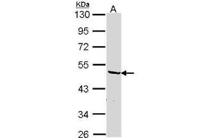 WB Image Sample (30 ug of whole cell lysate) A: Hep G2 , 10% SDS PAGE antibody diluted at 1:1000 (HNRNPF Antikörper)