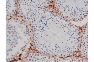 ABIN6267362 at 1/200 staining Mouse testis tissue sections by IHC-P. (MAPT Antikörper  (pThr205))