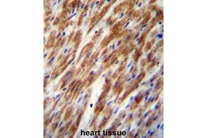 CHI3L2 Antibody (N-term) immunohistochemistry analysis in formalin fixed and paraffin embedded human heart tissue followed by peroxidase conjugation of the secondary antibody and DAB staining. (CHI3L2 Antikörper  (N-Term))