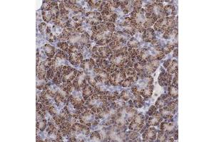 Immunohistochemical staining (Formalin-fixed paraffin-embedded sections) of human pancreas with TRAF3 polyclonal antibody  shows strong cytoplasmic positivity in granular pattern in exocrine glandular cells. (TRAF3 Antikörper)