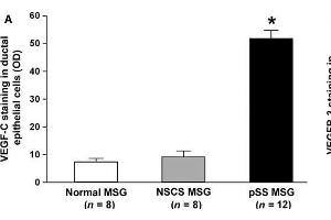 (A) Densitometric analysis of VEGF-C immunofluorescent staining in ductal epithelial cells of primary Sjögren's syndrome (pSS), normal and non-specific chronic sialadenitis (NSCS) minor salivary glands (MSGs). (VEGFC Antikörper  (AA 321-415))