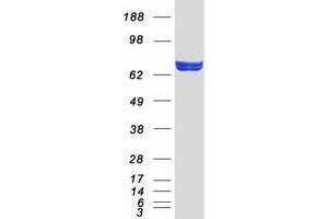 Western Blotting (WB) image for Aspartyl-tRNA Synthetase 2, Mitochondrial (DARS2) protein (Myc-DYKDDDDK Tag) (ABIN2719228)