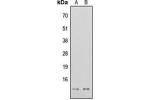 Western blot analysis of Histone H4 (AcK16) expression in HeLa TSA-treated (A), HEK293T TSA-treated (B) whole cell lysates. (Histone H4 Antikörper  (acLys16, N-Term))