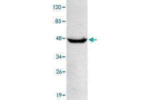 Western blot analysis of HeLa whole cell lysate 40 ug/lane with PPM1A monoclonal antibody  at 1:1000 dilution. (PPM1A Antikörper  (N-Term))
