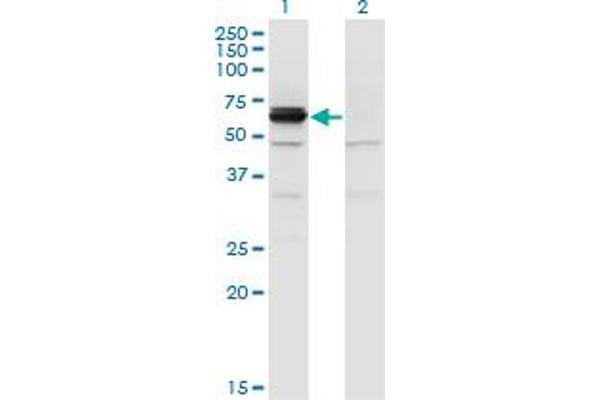 DPYSL4 antibody  (AA 461-559)