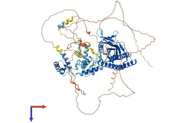 MYSM1 Protein (AA 1-819) (His tag)