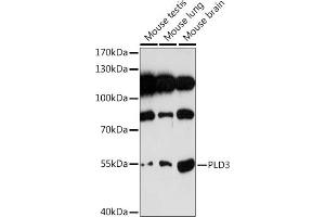 Western blot analysis of extracts of various cell lines, using PLD3 Rabbit pAb (ABIN7269351) at 1:1000 dilution. (PLD3 Antikörper)