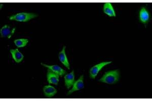 Immunofluorescence staining of A549 cells with ABIN7175408 at 1:133, counter-stained with DAPI. (AVPR1A Antikörper  (AA 1-52))