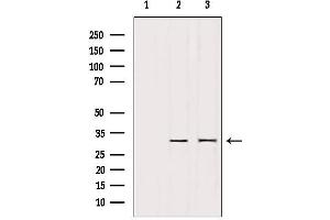 Western blot analysis of extracts from various samples, using PTTG1 Antibody. (PTTG1 Antikörper  (Internal Region))