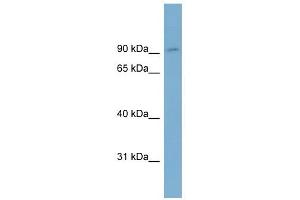 OSBPL1A antibody used at 1 ug/ml to detect target protein.