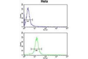 CENPH Antibody (Center) flow cytometry analysis of Hela cells (bottom histogram) compared to a negative control cell (top histogram).