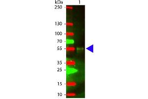 Western Blot of Chicken anti-Rabbit IgG (H&L) Antibody Texas Conjugated antibody. (Huhn anti-Kaninchen IgG (Heavy & Light Chain) Antikörper (Texas Red (TR)) - Preadsorbed)