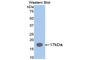 Western Blotting (WB) image for anti-Interleukin 1 Receptor Antagonist (IL1RN) (AA 27-178) antibody (ABIN7431374)