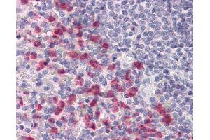 Anti-CD53 antibody IHC of human spleen. (CD53 Antikörper  (FITC))