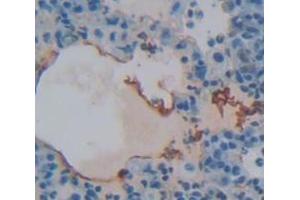 IHC-P analysis of Rat Tissue, with DAB staining. (FOLR1 Antikörper  (AA 26-229))