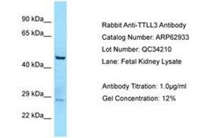 Image no. 1 for anti-Tubulin tyrosine Ligase-Like Family, Member 3 (TTLL3) (AA 812-861) antibody (ABIN6749958) (TTLL3 Antikörper  (AA 812-861))