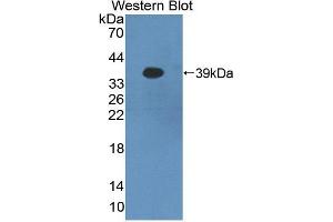 Figure. (PCDHB16 Antikörper  (AA 35-347))