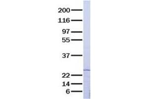 Western Blotting (WB) image for Tumor Necrosis Factor (Ligand) Superfamily, Member 13 (TNFSF13) (Transcript Variant 1) (Active) protein (ABIN2713553)