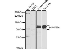 Western blot analysis of extracts of various cell lines, using PHF21A antibody (ABIN1980346) at 1:1000 dilution. (PHF21A Antikörper)
