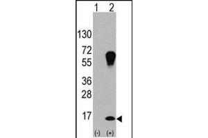 Western blot analysis of LC3 (G8a) (arrow) using purified Pab 1800a. (MAP1LC3A Antikörper)