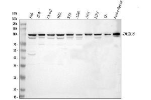 Western blot analysis of DHX15/prp43 using anti-DHX15/prp43 antibody (ABIN7602738).