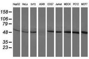 Image no. 2 for anti-Beclin 1, Autophagy Related (BECN1) antibody (ABIN1496867) (Beclin 1 Antikörper)