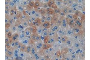 Detection of MAPT in Mouse Liver Tissue using Polyclonal Antibody to Tau Protein (MAPT) (tau Antikörper  (AA 92-400))