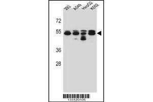 Western blot analysis in 293,A549,HepG2,K562 cell line lysates (35ug/lane). (Tubulin, beta 8 Antikörper  (N-Term))