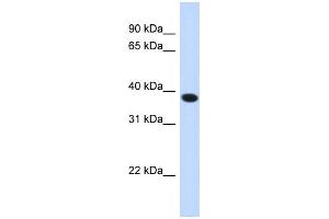 Western Blotting (WB) image for anti-Acyl-CoA Binding Domain Containing 4 (ACBD4) antibody (ABIN2459337) (ACBD4 Antikörper)