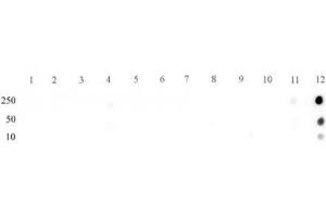 STAT5A/B phospho Tyr694/Tyr699 rabbit pAb tested by dot blot analysis. (STAT5 A/B Antikörper  (pTyr694, pTyr699, Tyr699))