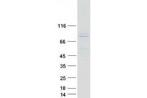 Validation with Western Blot (ARNTL Protein (Transcript Variant 1) (Myc-DYKDDDDK Tag))