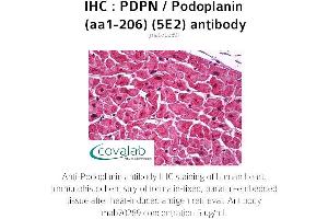 Image no. 1 for anti-Podoplanin (PDPN) (AA 1-206) antibody (ABIN1723215) (Podoplanin Antikörper  (AA 1-206))