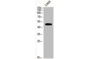 Western Blot analysis of L929 cells using Fibulin-5 Polyclonal Antibody (Fibulin 5 Antikörper  (Internal Region))