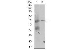 Image no. 1 for anti-Thyroid Hormone Receptor Interactor 6 (TRIP6) antibody (ABIN1490826) (TRIP6 Antikörper)