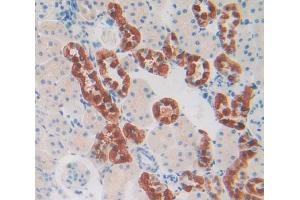 IHC-P analysis of kidney tissue, with DAB staining. (CHI3L1 Antikörper  (AA 117-364))
