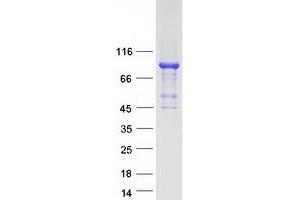 Validation with Western Blot (FOXP4 Protein (Transcript Variant 2) (Myc-DYKDDDDK Tag))