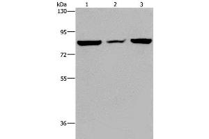 Western Blot analysis of A549 cell, Mouse heart tissue and Hela cell using P3H3 Polyclonal Antibody at dilution of 1:300