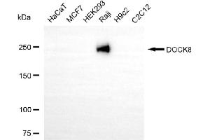 Western blotting analysis using DOCK8 antibody (ABIN7798301).