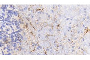 Detection of GFAP in Mouse Cerebellum Tissue using Monoclonal Antibody to Glial Fibrillary Acidic Protein (GFAP) (GFAP Antikörper  (AA 70-374))