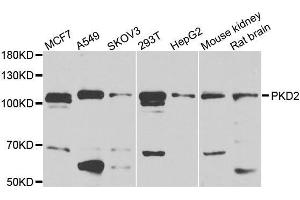 Western blot analysis of extracts of HEK-293 cell line, using PKD2 antibody. (PKD2 Antikörper  (AA 240-410))