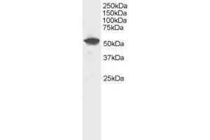 Image no. 1 for anti-Dual Specificity Phosphatase 10 (DUSP10) (AA 469-482) antibody (ABIN292029) (DUSP10 Antikörper  (AA 469-482))