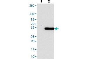 Western blot analysis of Lane 1: Negative control (vector only transfected HEK293T lysate). (PSMD11 Antikörper)
