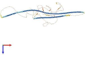 LZTS2 Protein (AA 1-671) (His tag)