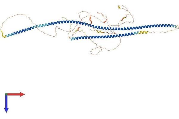 LZTS2 Protein (AA 1-671) (His tag)